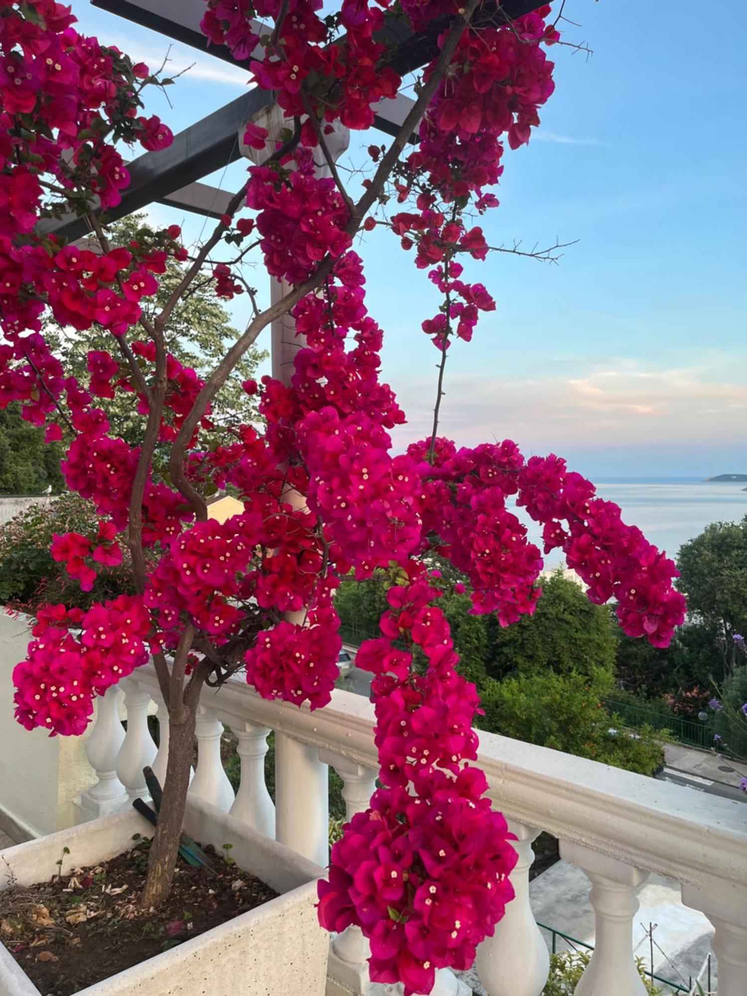 Apartments Herceg Novi Bagian luar foto